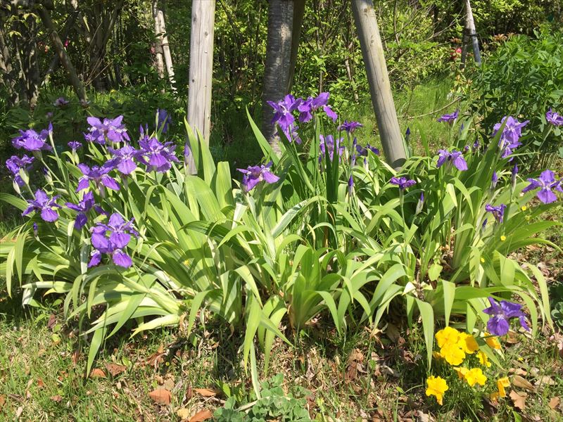 イチハツ　Iris tectorum