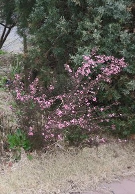 ギョリュウバイ　Leptospermum scoparium