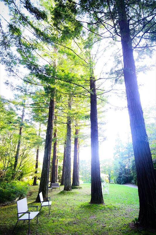 レッドウッド（セコイア・センペルビレンス）Sequoia sempervirens