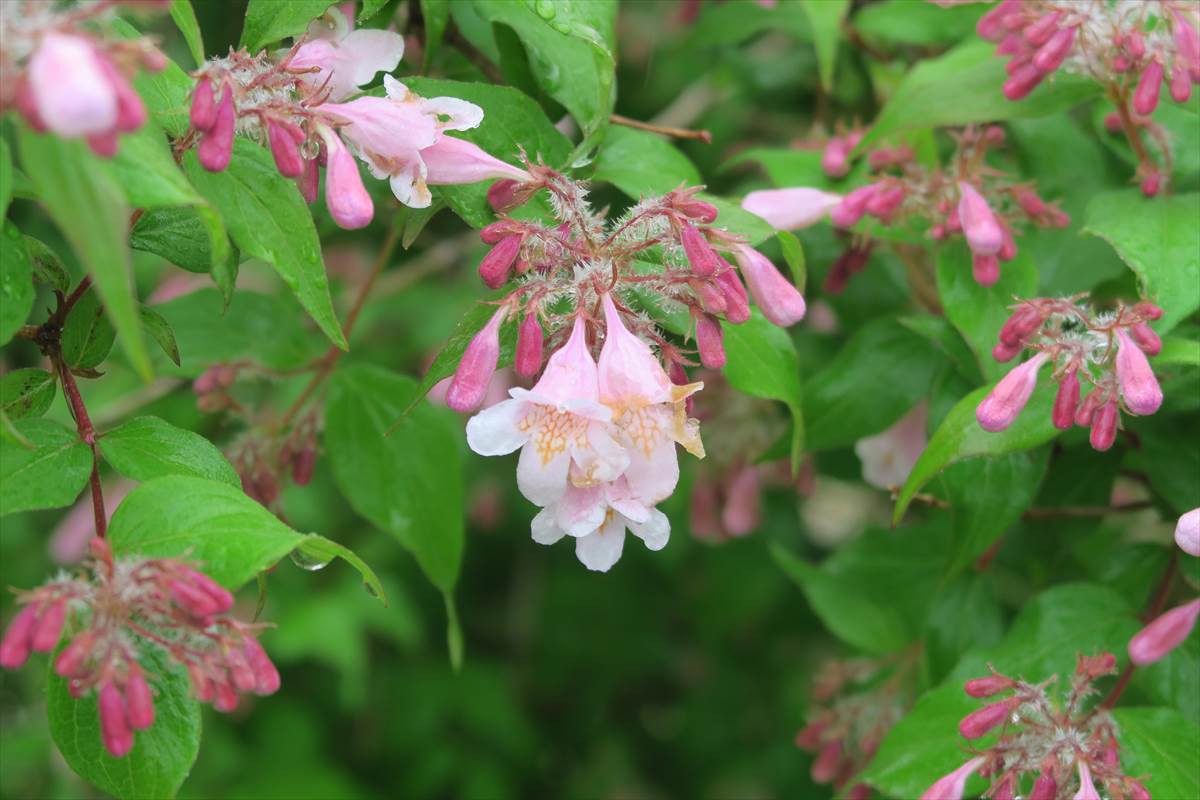 ショウキウツギKolkwitzia amabilis