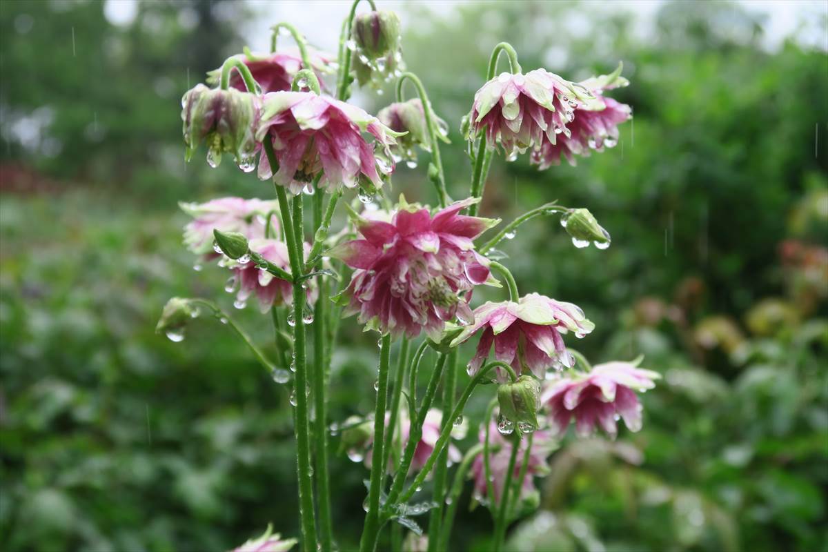 オダマキ　Aquilegia