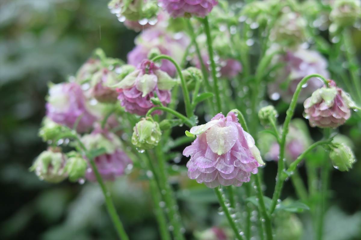 0054オダマキAquilegia | 植物に親しむ～赤塚植物園