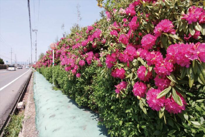 シャクナゲ太陽ロード　Rhododendron `Taiyo`