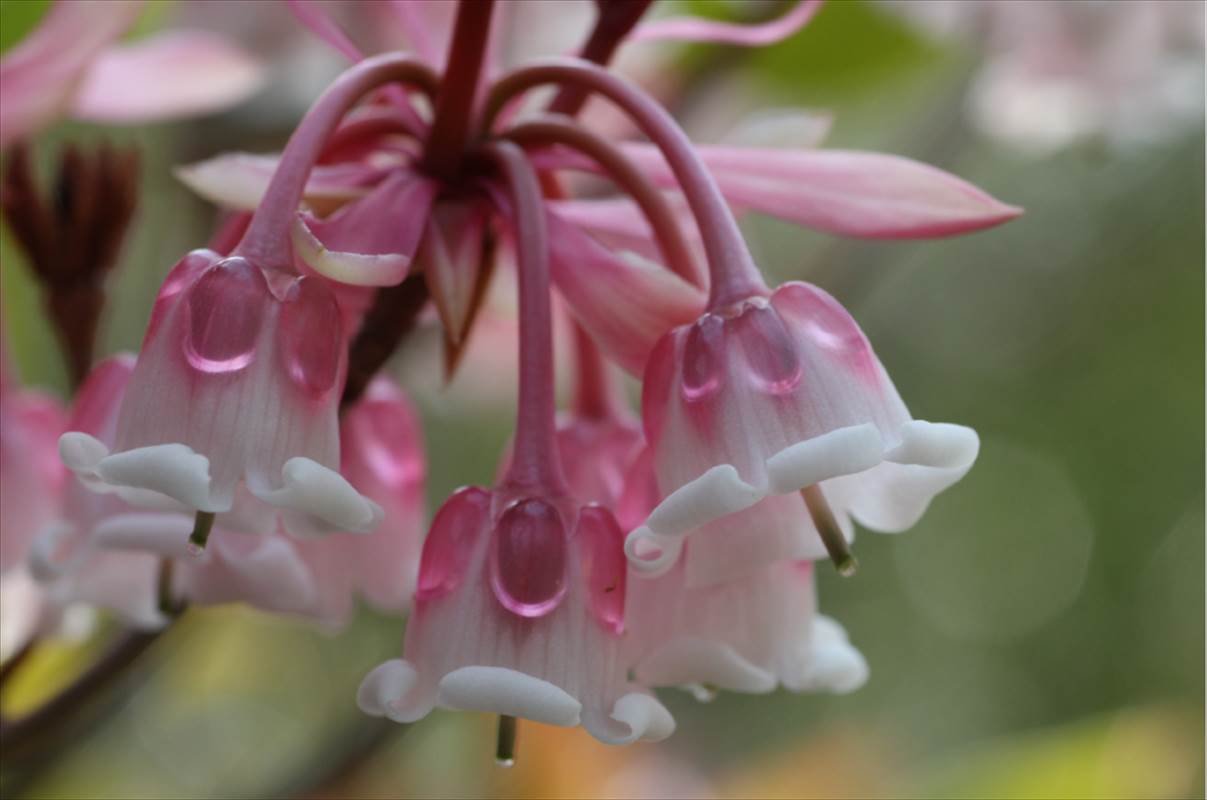 0063チュウゴクドウダン ピンクシャンデリアEnkianthus quinqueflorus