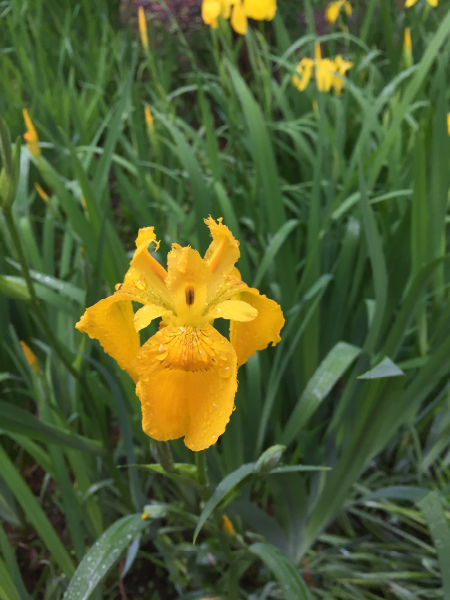 0065キショウブIris pseudacorus | 植物に親しむ～赤塚植物園