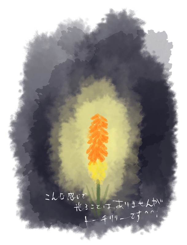 トリトマ　Kniphofia