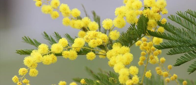 0094ミモザ（フサアカシア）Acacia dealbata | 植物に親しむ～赤塚植物園