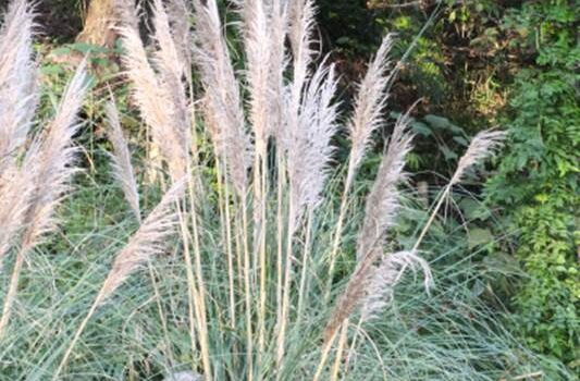 0124パンパスグラスCortaderia selloana | 植物に親しむ～赤塚植物園