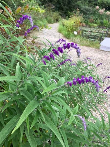 サルビアレウカンサ　Salvia leucantha