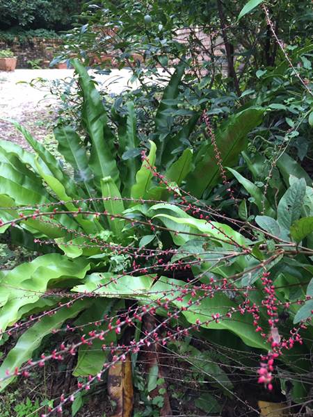 ミズヒキ　Persicaria filiformis