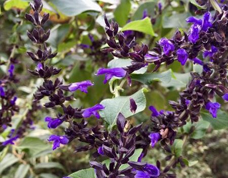 0151メドーセージ(サルビア・ガラニチカ)Salvia guaranitica | 植物に親しむ～赤塚植物園