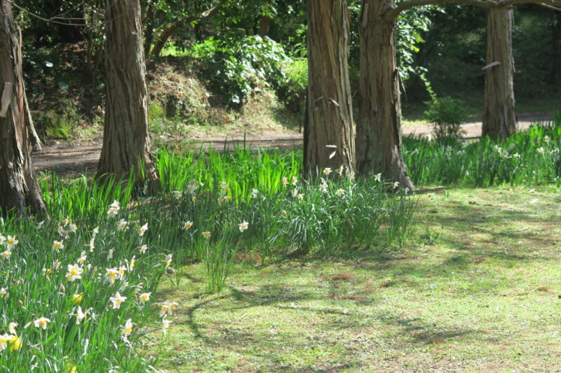 ニホンスイセン　Narcissus tazetta var. chinensis