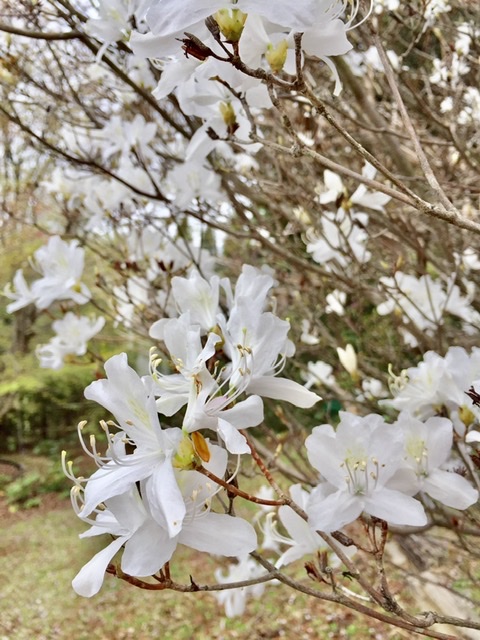 オンツツジ白花