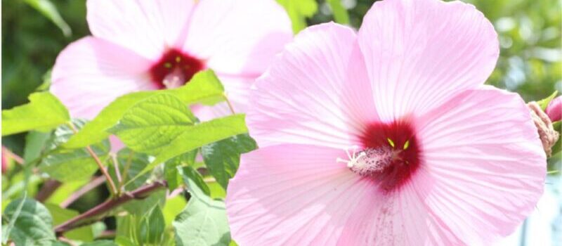 忘れられないインパクト！？巨大輪と存在感はご近所でも評判に。夏のお花の新定番「タイタンビカス」のご紹介 | 植物に親しむ～赤塚植物園